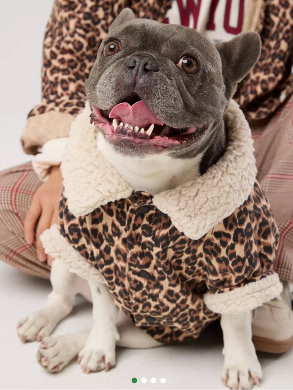 Leopard print small dog jacket